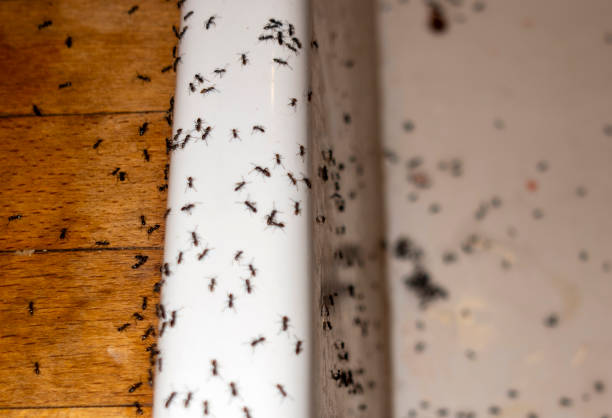 Wasp Removal Services in Marin City, CA